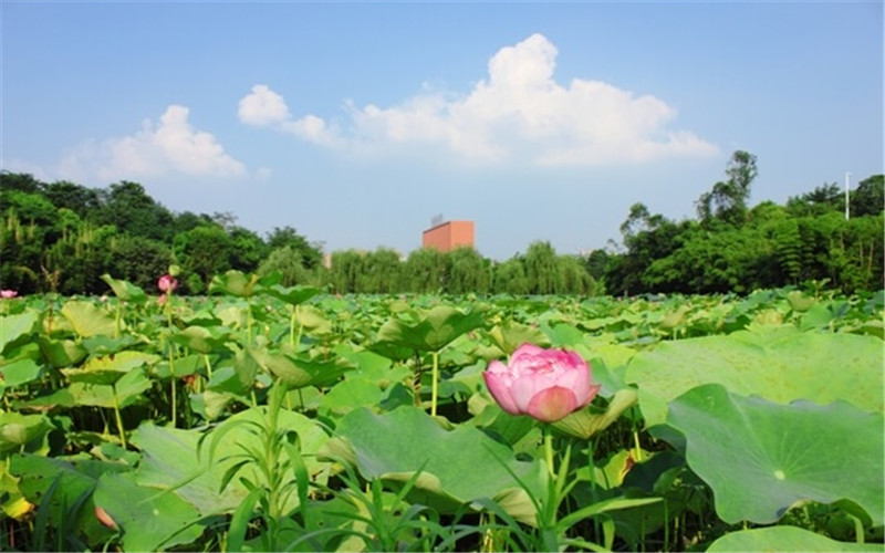 重庆大学校园风景