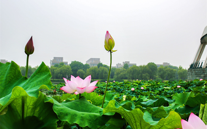 浙江大学校园风景